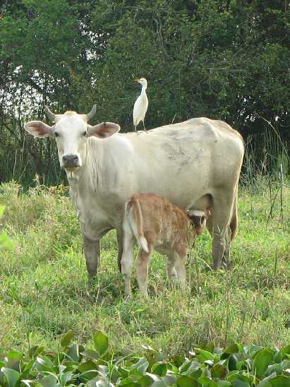 cattle_egret_cow_and_nursing_calf.jpg