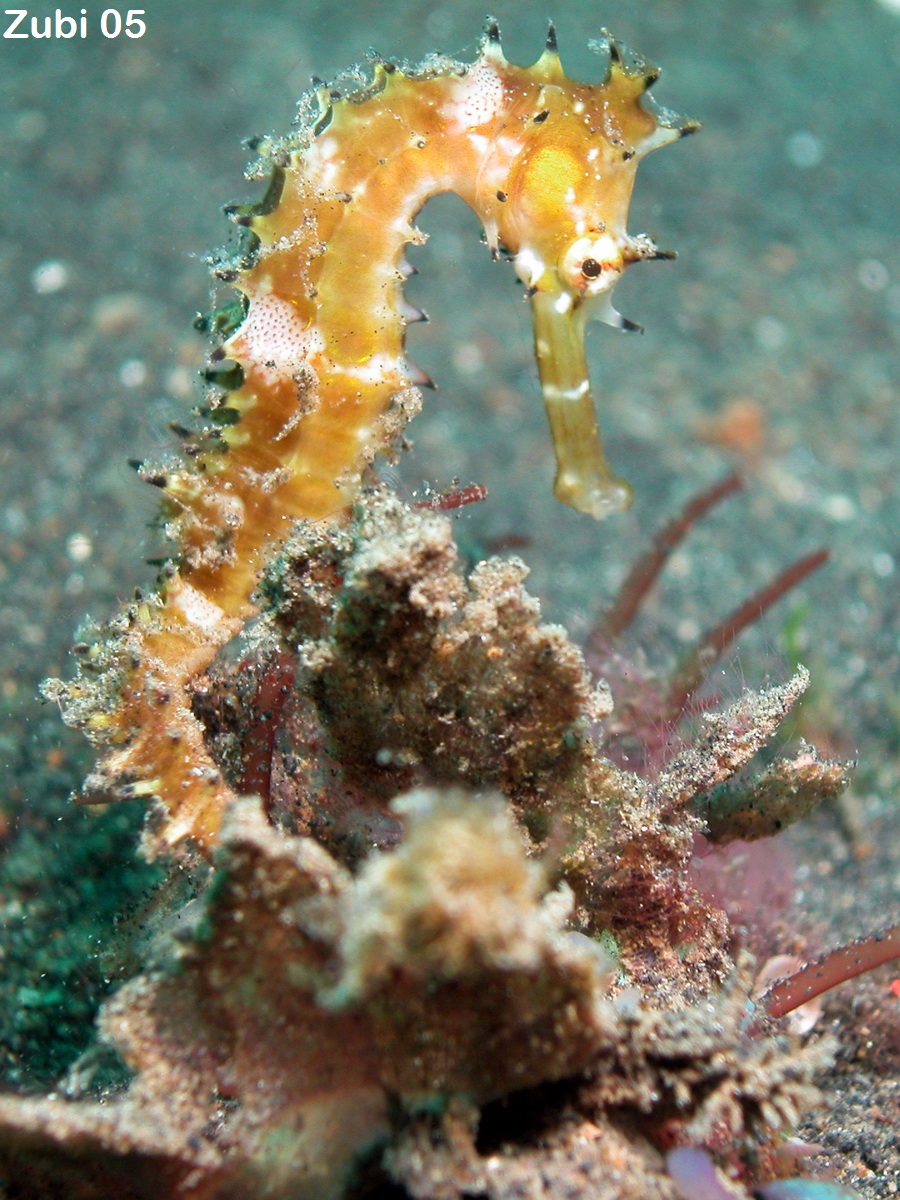 Hippocampus-histrix10.jpg