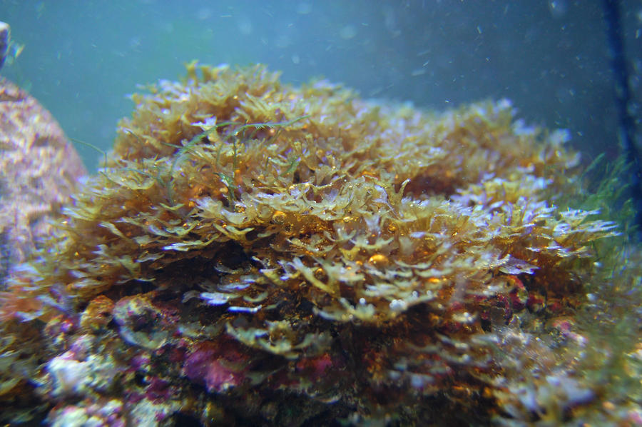more_algae1_by_Logzor.jpg