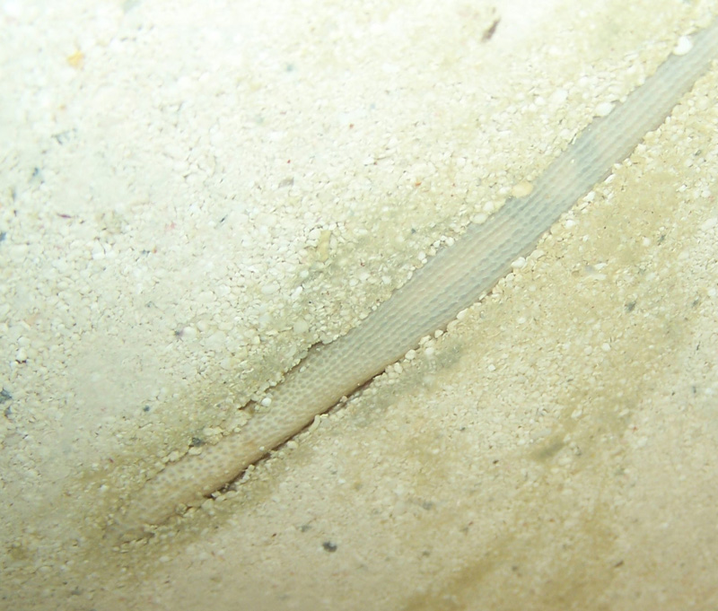 unknown4.jpg