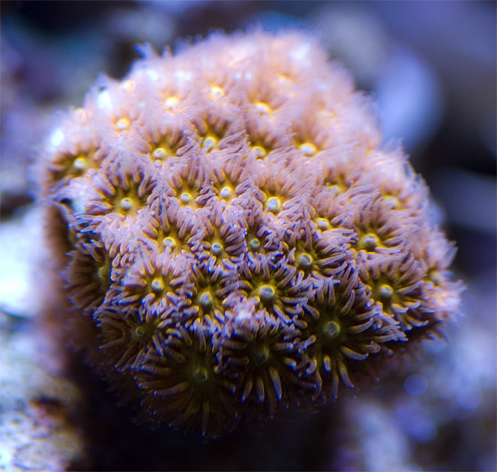 Leptastrea_1_by_eksong.jpg