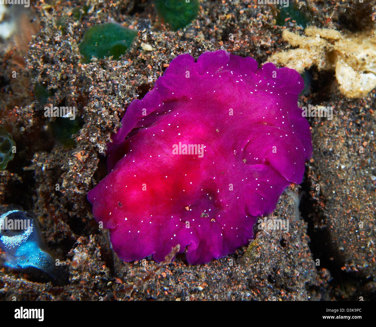 fuschia-pink-flatworm-with-white-dots-bali-indonesia-D3K9PC.jpg