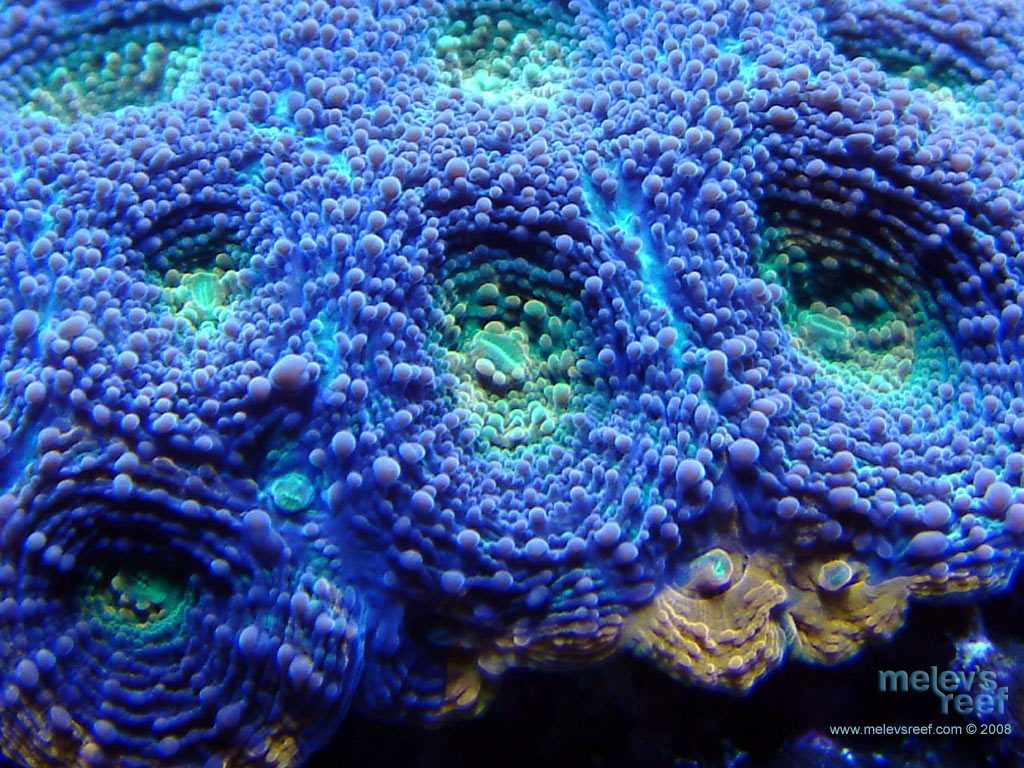 acan_1024x768.jpg