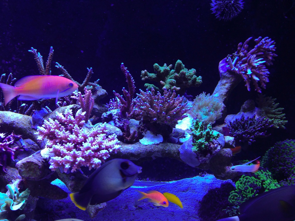 agusavys.jpg