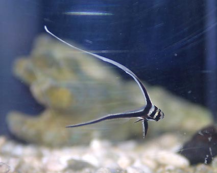 spoted-doramu-juv-4cm-1m.JPG