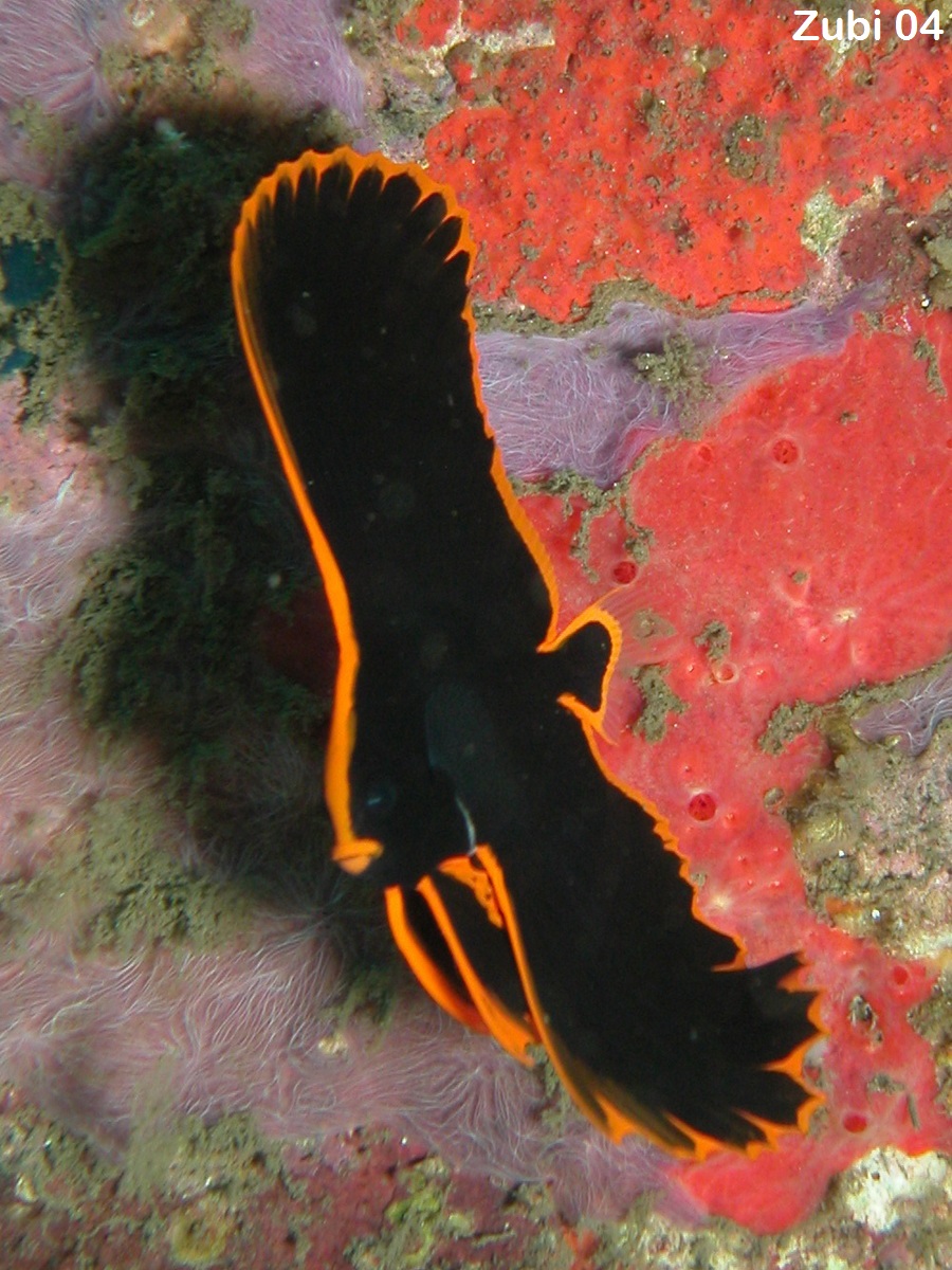 Platax-pinnatus-juv2.jpg