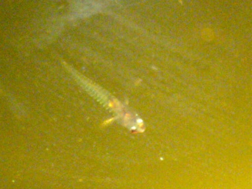 GBG_1681_1.jpg