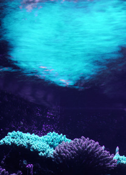 Hyacynth-Reflection-12-04.jpg