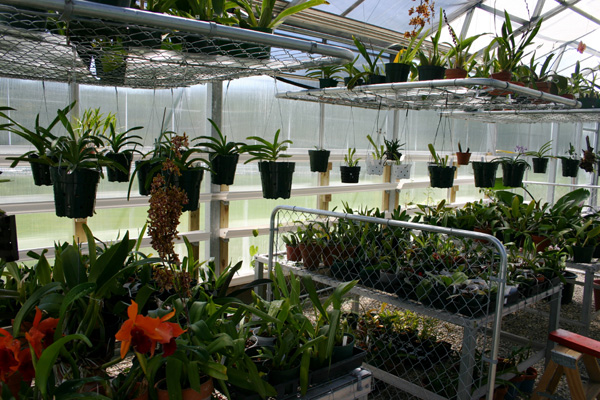 orchid_racks.jpg