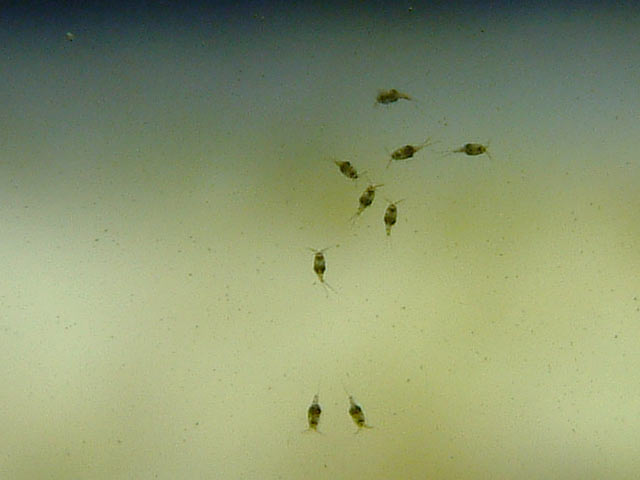 copepods_0613.jpg