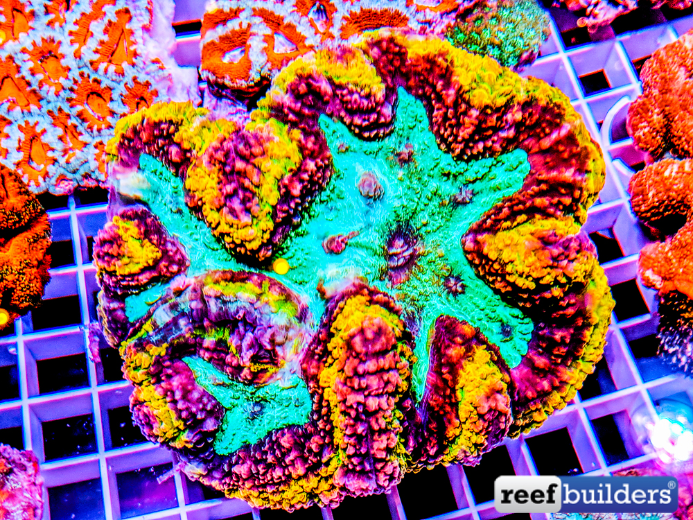 reefbuilders.com