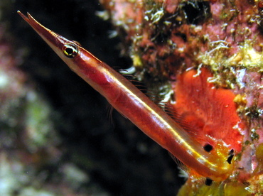 arrowblenny2.jpg