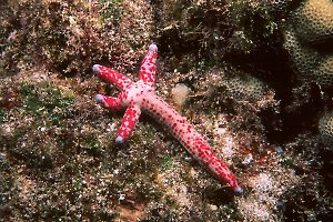 SpottedLinkiaRegenerating.jpg