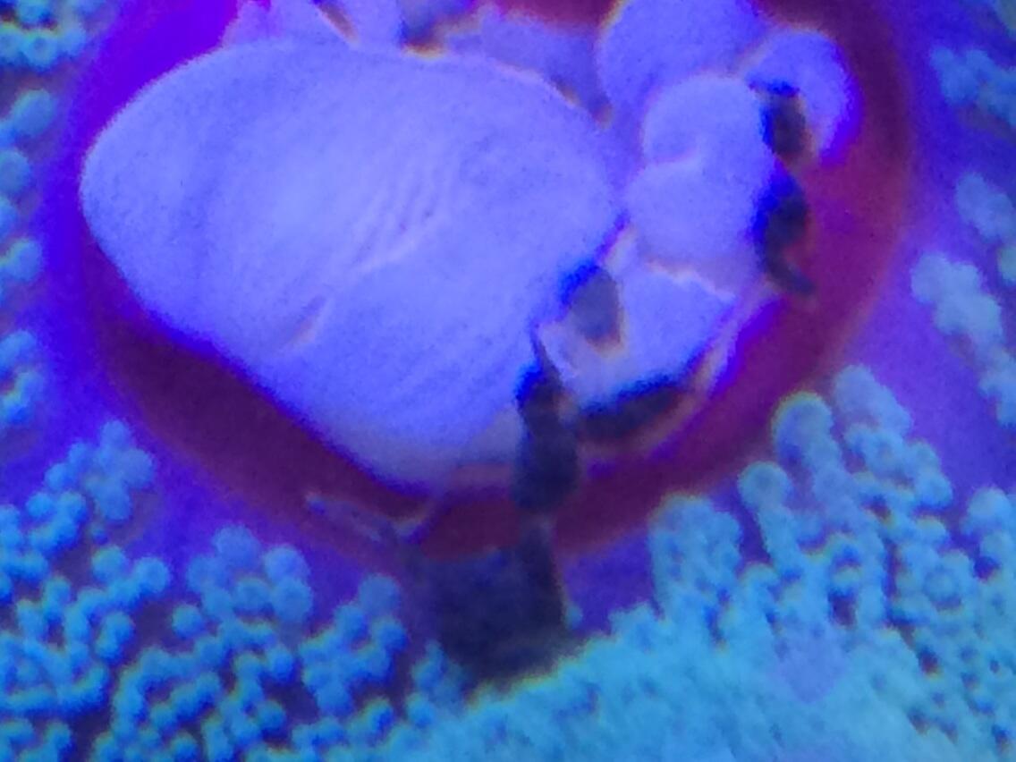 BpKOScdIIAAp0c8.jpg:large