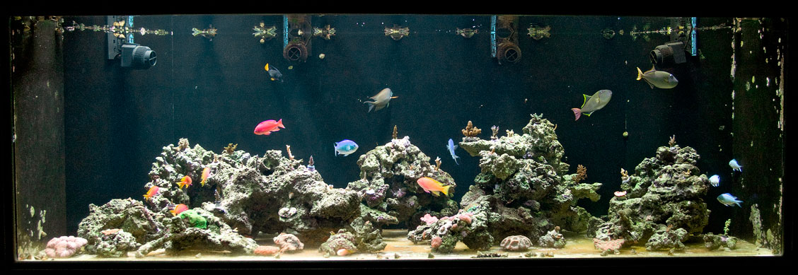 March-'08-Reeftank.jpg