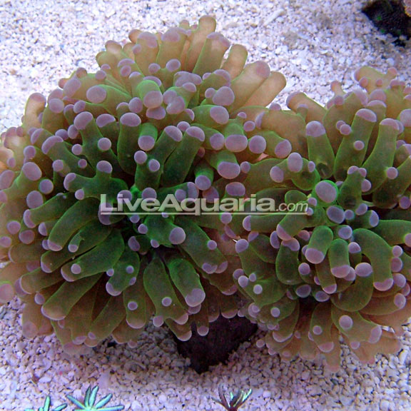 lg-82677-frogspawn.jpg