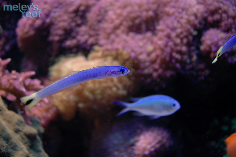 gudgeon_d70.jpg
