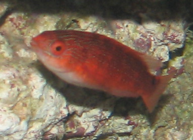 wrasse.jpg
