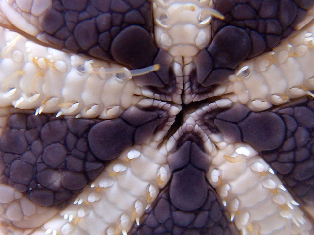 starfish_mouth.jpg