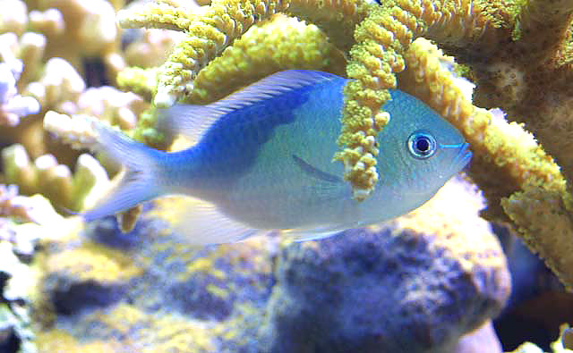 Chromis-Hiding.jpg