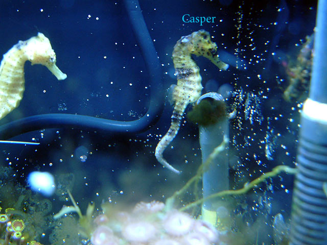 casper1.jpg