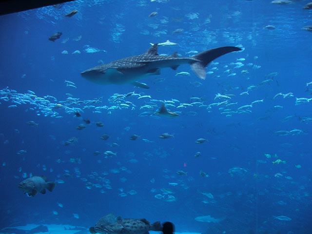 ga_whaleshark6.jpg
