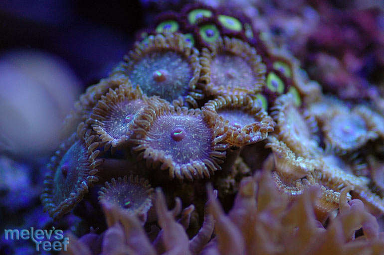 zoas_speckled.jpg