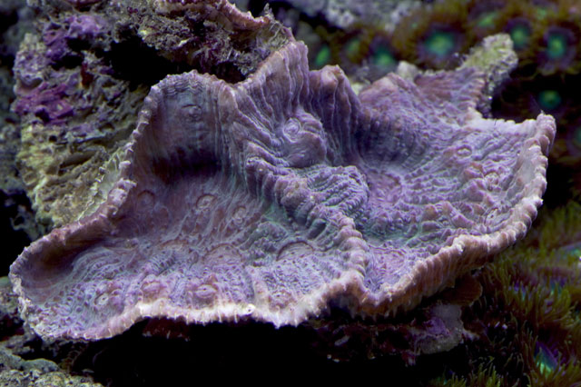Teal-Echinophyllia.jpg