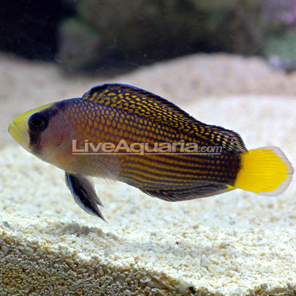 lg-86356-pseudochromis.jpg