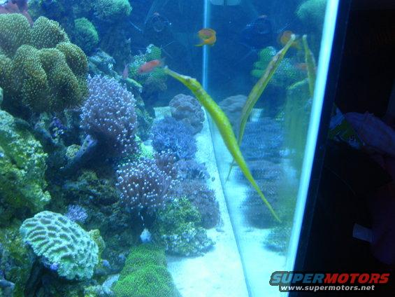 fish-tank-049.jpg