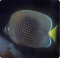 000509_Chaetodon_trichrous.jpg