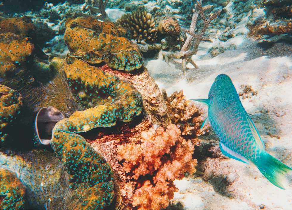 TridacnaGigasAndParrotfish.jpg