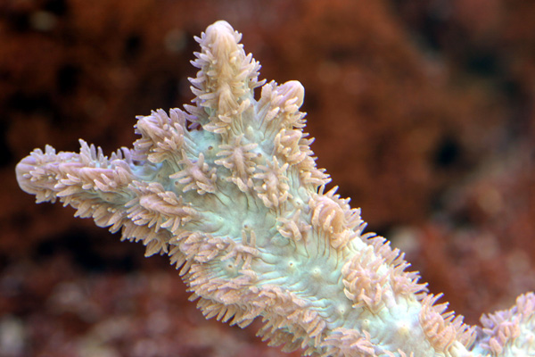 blue_hydonophora.jpg