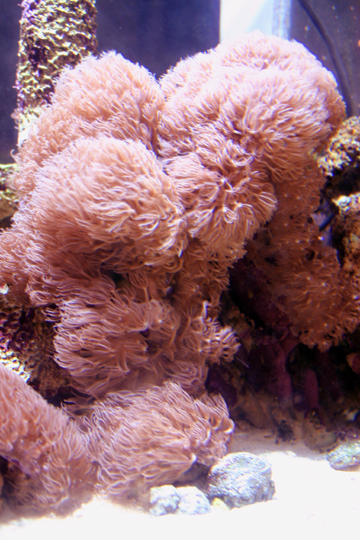 coral_id1.jpg