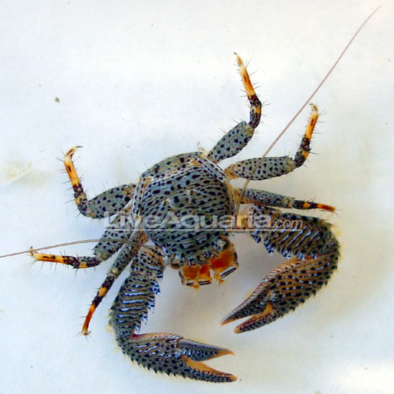 lg-80342-crab.jpg