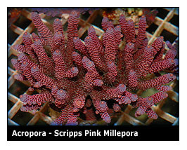 scripps_pink_millepora.jpg