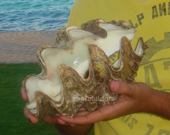 tridacna_costata-3.jpg