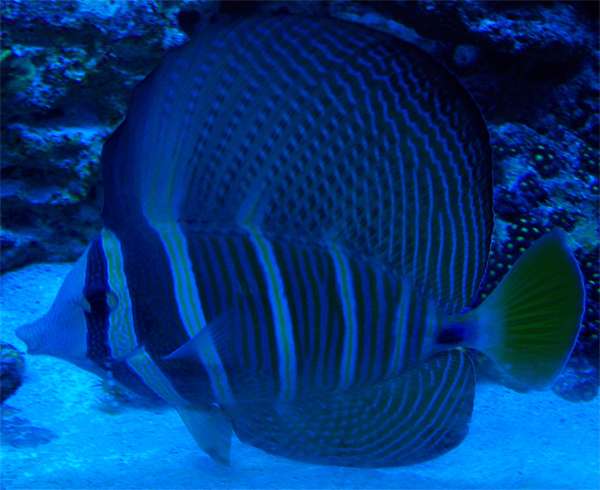fishredseasailfintangjz2.jpg