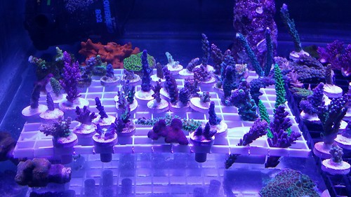 25381915550_9db348357d.jpg