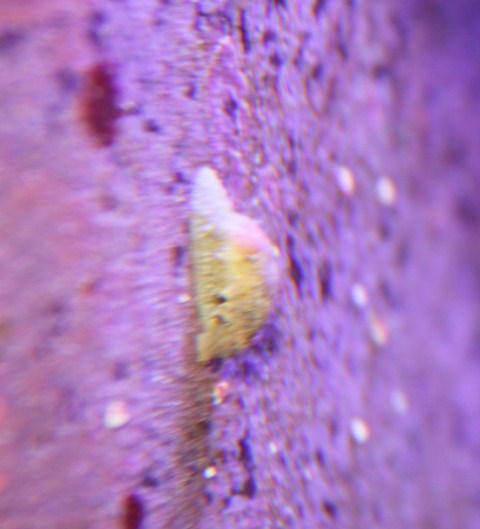 ufo1.JPG