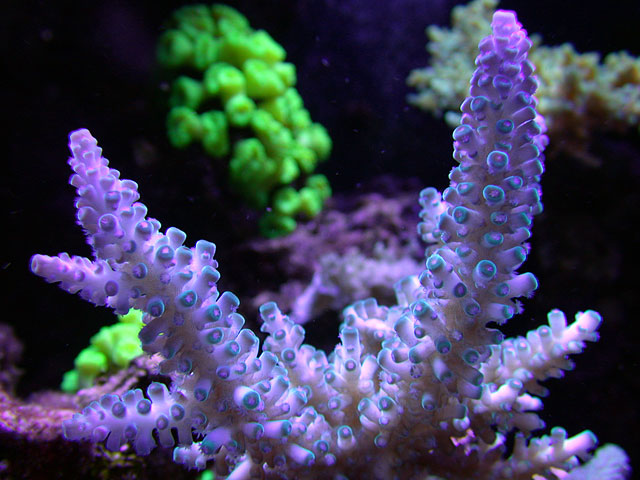 DSCN0240.jpg