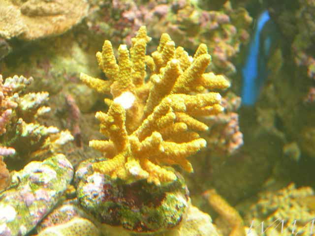 220coral13.jpg