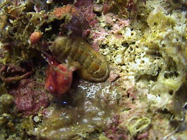 chiton.jpg