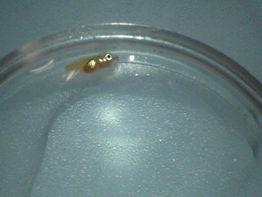 perc_91_2.jpg