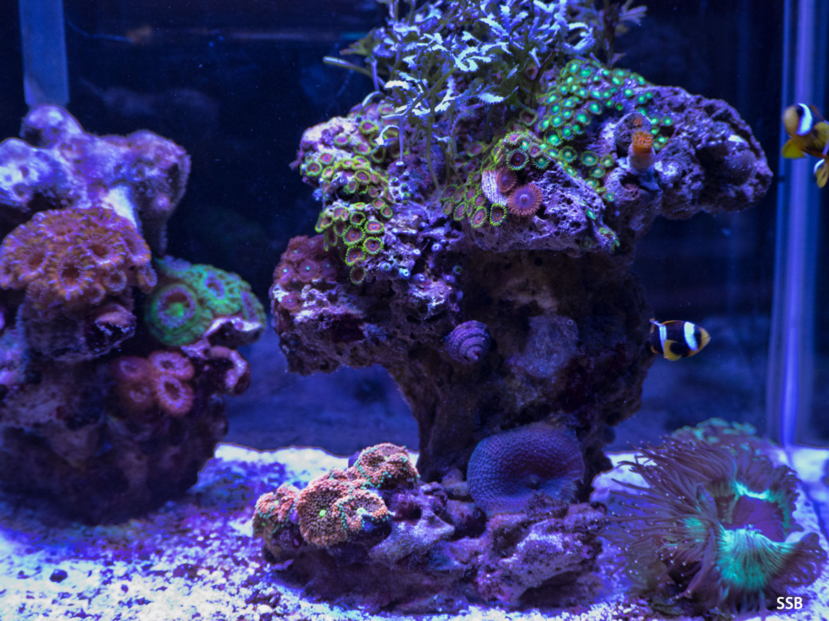 reef_10g_20170228_2.jpg