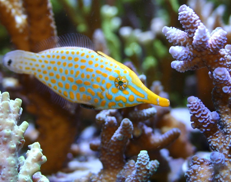 filefish3.jpg