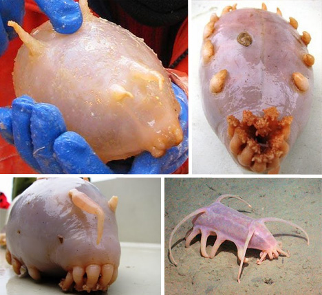 seapig.jpg