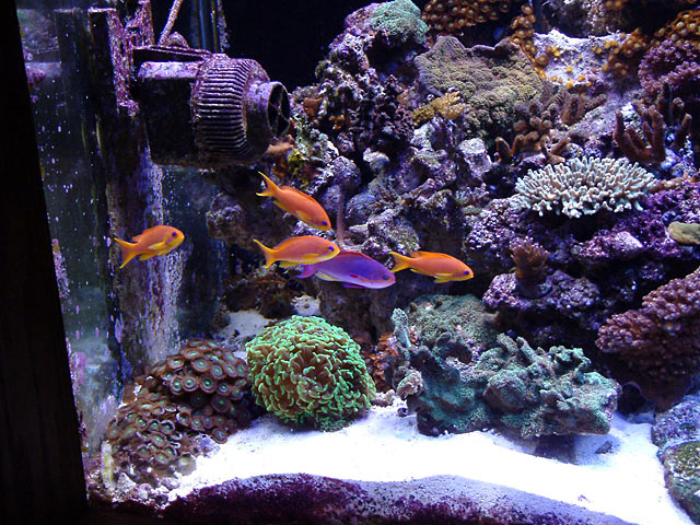anthias16.jpg