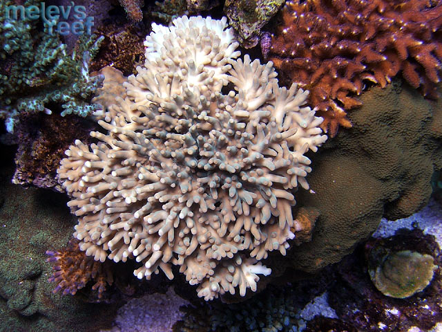 td_granulosa_0920.jpg