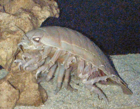 triloimposter_Bathynomus.jpg